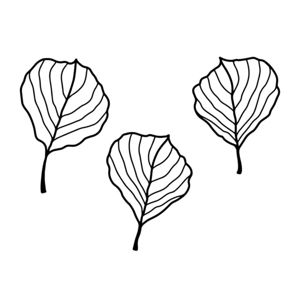 Set Van Drie Prachtige Bladeren Een Witte Achtergrond Handgetekende Vectorillustratie — Stockvector