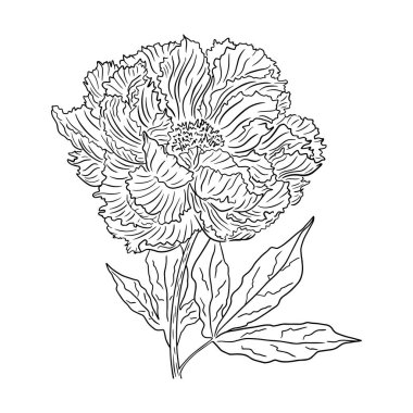 Sapında şakayık çiçeğinin el çizimi. Beyaz arka planda yemyeşil bir şakayığın siyah ve beyaz vektör çizimi. Düğün davetiyeleri, baskılar, tebrik kartları için tek çiçek.. 