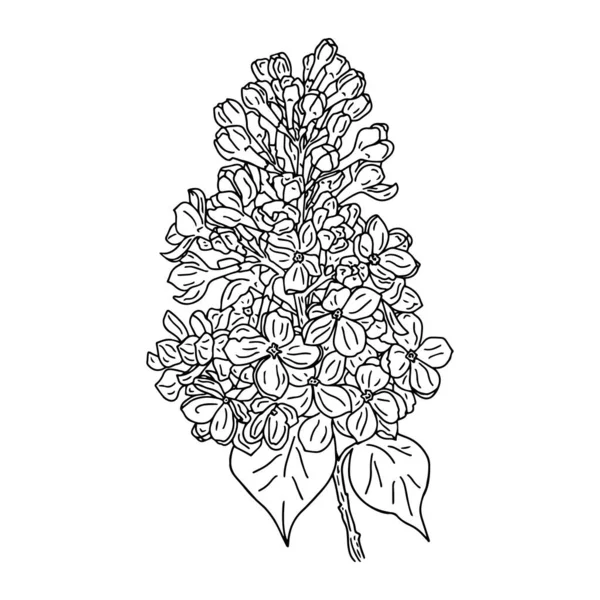 Brin Lilas Fleurs Avec Deux Feuilles Illustration Vectorielle Noir Blanc — Image vectorielle