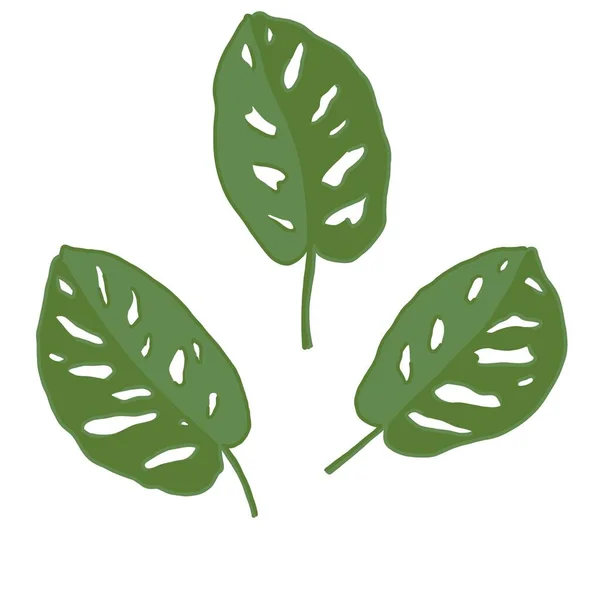 Набір Трьох Різних Листя Монстрів Білому Тлі Красиві Зелені Листя — стокове фото