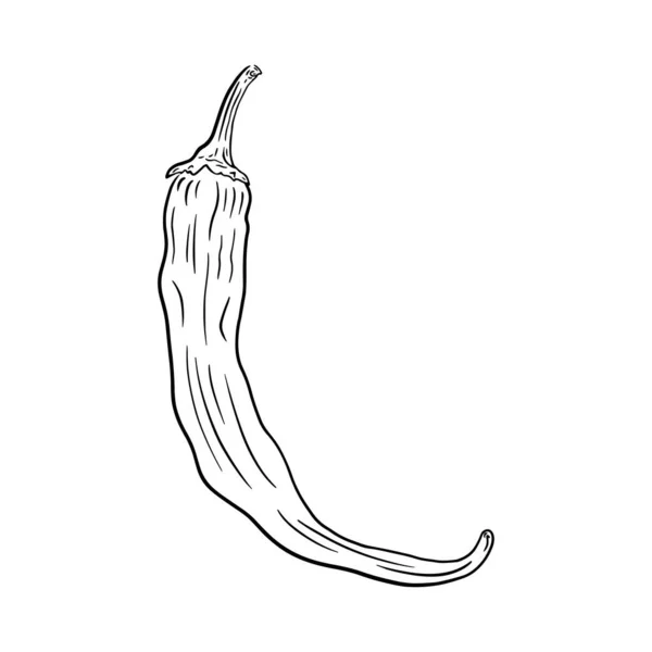 Illustrazione Vettoriale Disegnata Mano Singola Peperoncino Primo Piano Sfondo Bianco — Vettoriale Stock