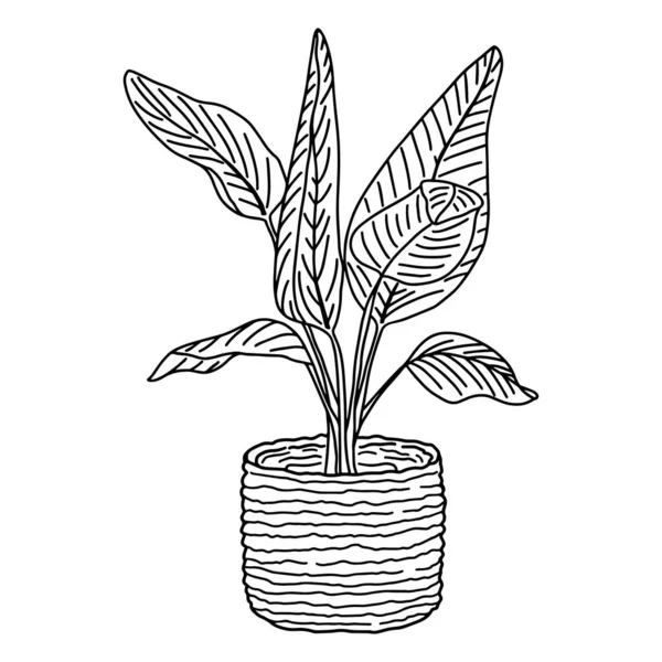 Zwart Wit Illustratie Van Een Plant Met Grote Bladeren Een — Stockvector