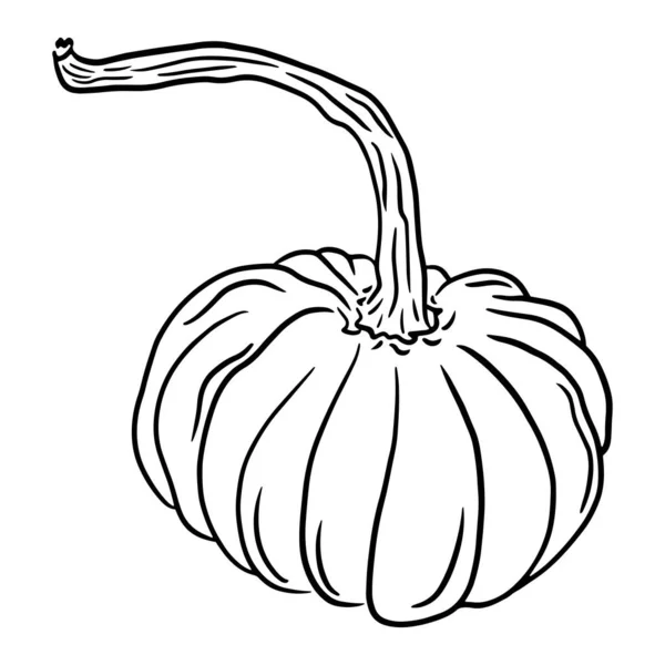 Zucca Matura Con Fusto Lungo Vorticoso Fondo Bianco Illustrazione Zucca — Vettoriale Stock