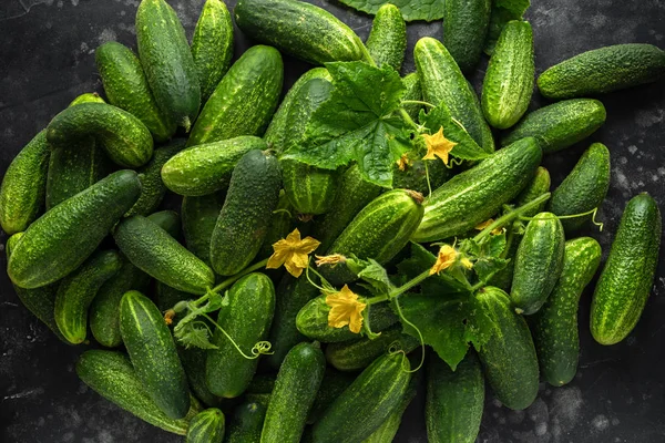 Vers geplukt biologische komkommer oogst. achtergrond, textuur. — Stockfoto