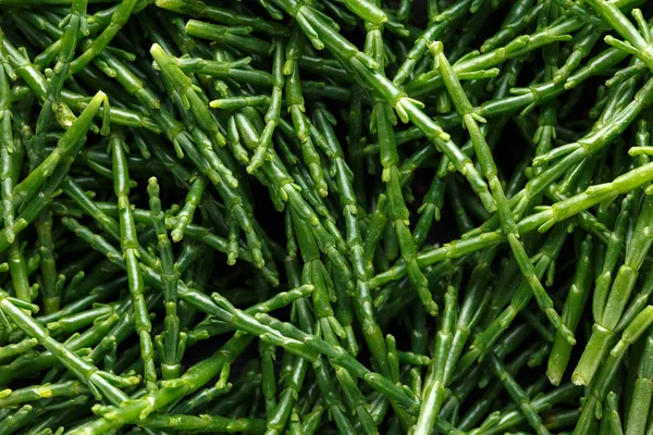 Fresh green samphire. close up, background, texture. Stock Image