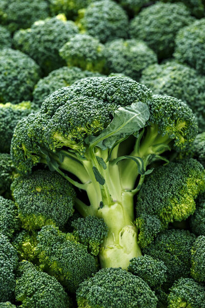 Healthy Fresh Green raw Broccoli. background, texture.
