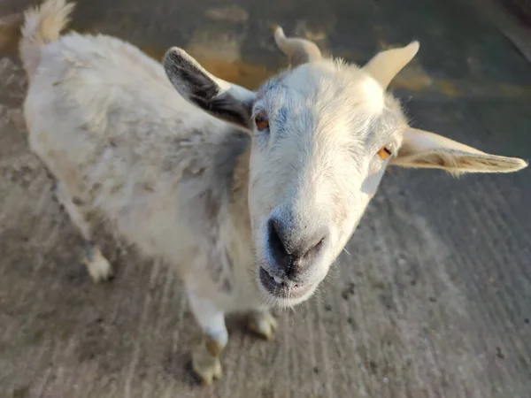 white goat with two horns in the fold