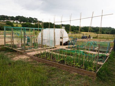 a neat allotment in the Spring showing early vegetable growing clipart