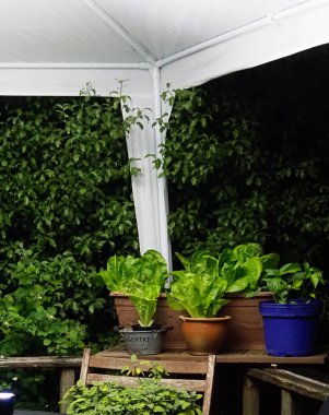 bir rafta saksılarda büyüyen marul ve otlar ve bir çardağın köşesindeki ahşap sandalye