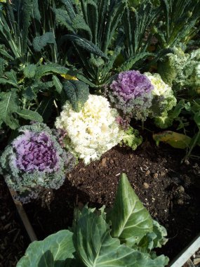 sebze tarlasında yetişen renkli dekoratif lahanalar.