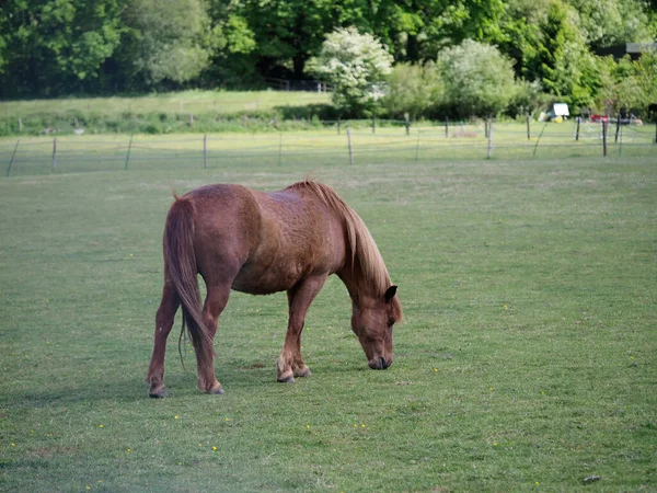 A brown horse pastzing in a field in the summer — стоковое фото