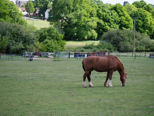 Un caballo marrón pastando en un campo en el verano —  Fotos de Stock