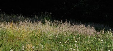 Uzun otlar ve çimen tohumu başları daha karanlık bir arka planda aydınlatılır.