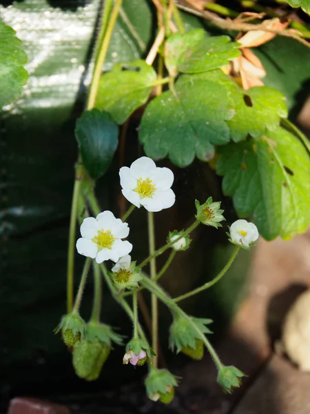 Jordgubbsplantor i blomma, Montanasort, växer i en grön plastpåse — Stockfoto