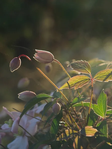 Närbild av blekrosa klematis blommor med drömmande mjuk fokus bakgrund — Stockfoto