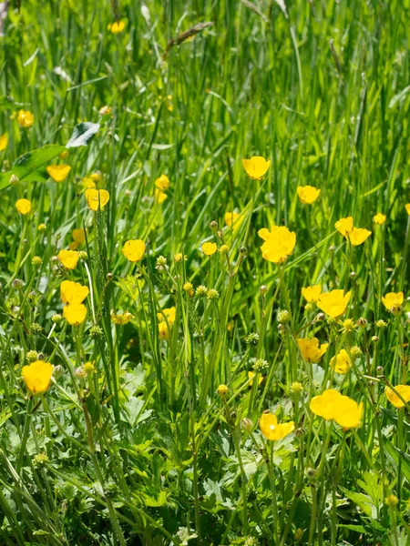 Beautiful yellow buttercups in a meadow close up — Stock Photo, Image