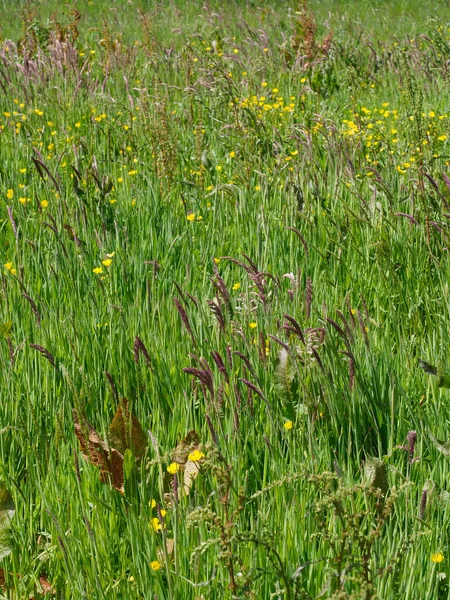 Grassy field with long grass seed heads and buttercups — Stock Photo, Image