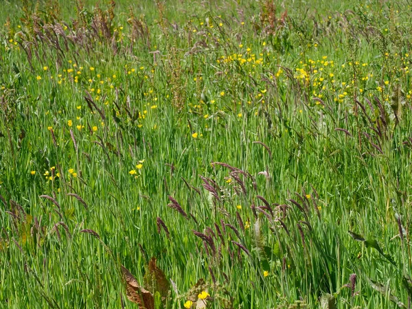 Grassy field with long grass seed heads and buttercups — Stock Photo, Image