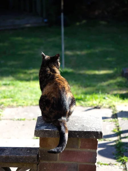 Tortoiseshell cat sat on garden wall seen from behind — Stock Photo, Image