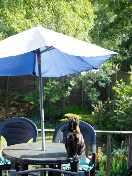 乌龟- -地狱的猫- -坐在花园里的桌子上，在伞下嗅着空气 — 图库照片