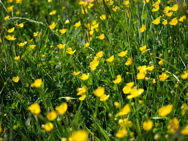 Shallow focus shot of buttercups growing in a field — Stock Photo, Image