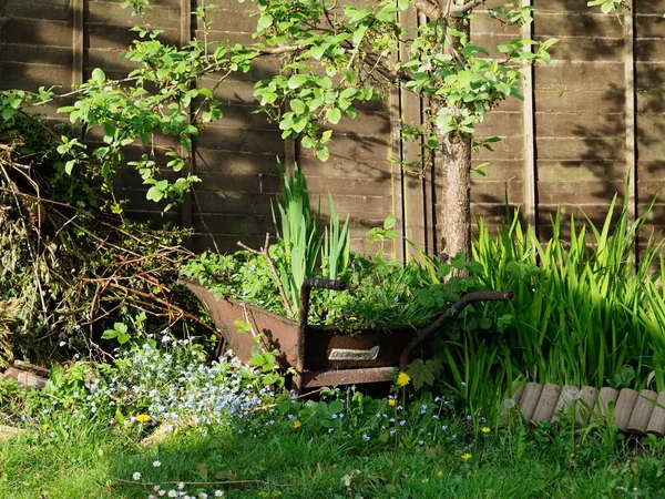 Старий іржавий інвалідний візок з рослинами, що ростуть в ньому в саду — стокове фото