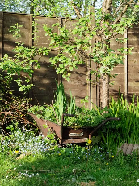 Старий іржавий інвалідний візок з рослинами, що ростуть в ньому в саду — стокове фото