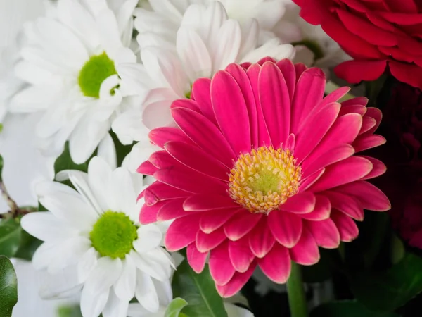 Gerbera papatyalarının renkli yakın çekimleri pembe ve beyaz