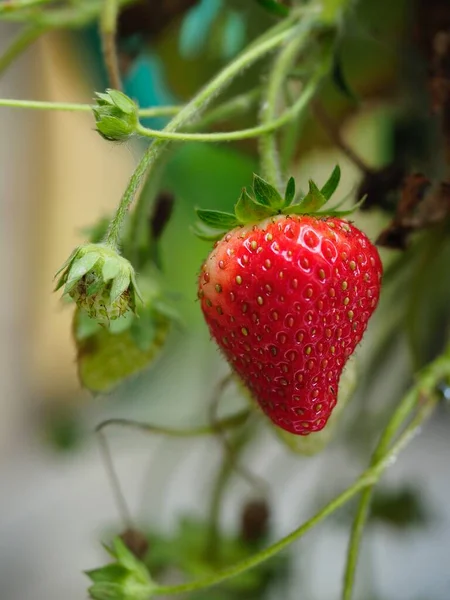 一只可爱的红草莓挂在植物上的特写 — 图库照片