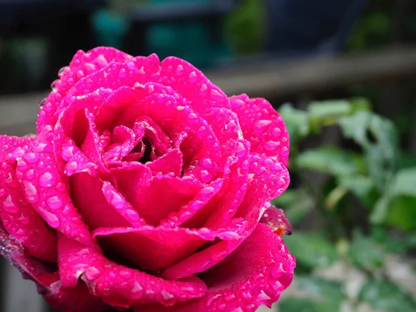 美しいピンクのバラの花に集中力のない背景から雨粒がついています — ストック写真