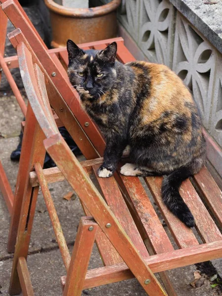 A tortoiseshell cat sat on a wooden chair — Stock Photo, Image