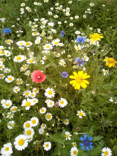 Beautiful colourful wildflowers in a wildflower meadow — Stock Photo, Image