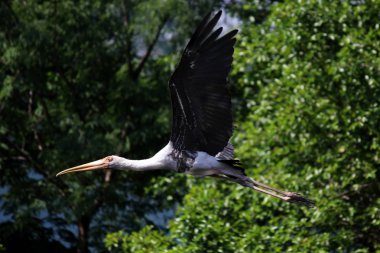 Mycteria leucocephala, doğada uçan boyalı leylek kuş