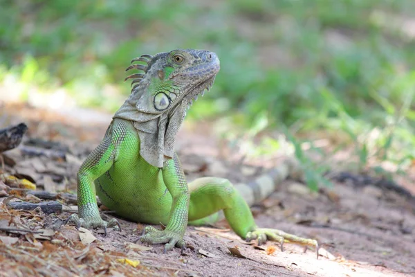 Foto Iguana Verde Sentado Chão Com Fundo Natureza — Fotografia de Stock