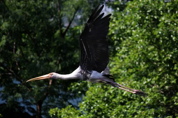 守るギンネム 自然に飛んでいるインドトキコウ鳥 — ストック写真