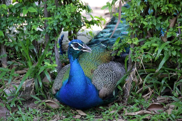 Bellissimo Pavone Seduto Terra Nello Zoo — Foto Stock