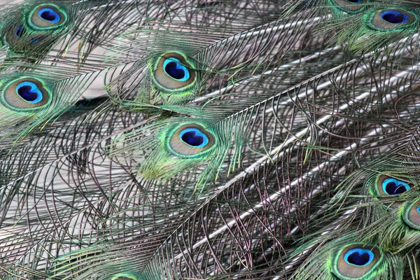Όμορφο Φυσικό Διακοσμητικό Μοτίβο Της Φτερό Παγωνιού — Φωτογραφία Αρχείου