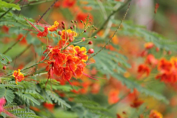 Королівська Пуаньяна Квітка Червоного Вогню Цвіте Влітку — стокове фото