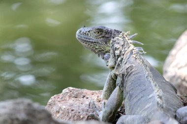 Yeşil İguana nehir arka plan ile yere oturup fotoğraf