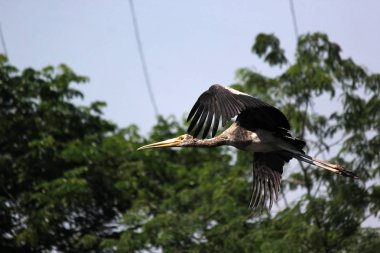 Mycteria leucocephala, uçan boyalı leylek kuş Hayvanat Bahçesi