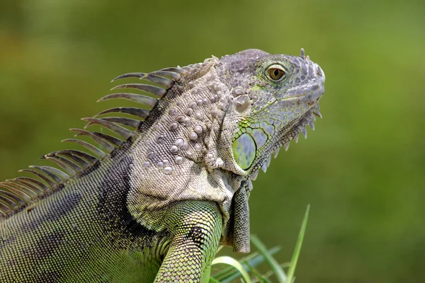 Primer Plano Iguana Verde Con Fondo Natural —  Fotos de Stock