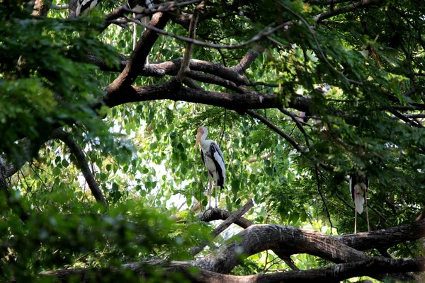 Mycteria Leucocephala Målade Stork Fågel Träd Naturen — Stockfoto