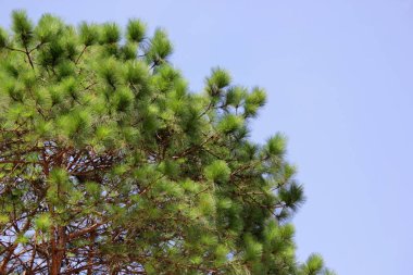 Ormanda güzel gökyüzü arka plan ile yeşil çam ağacı