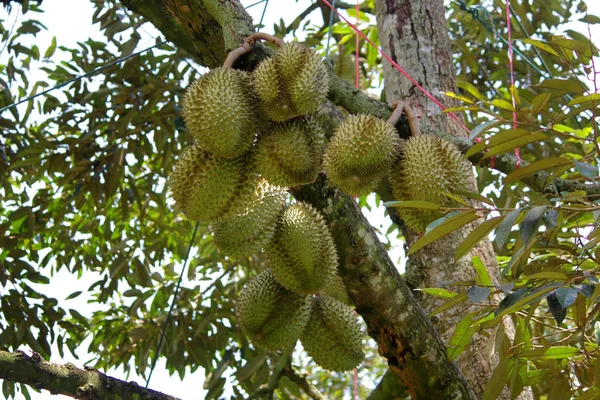 Νέοι Durian Φρούτα Στο Δέντρο Στο Βιολογικό Αγρόκτημα — Φωτογραφία Αρχείου