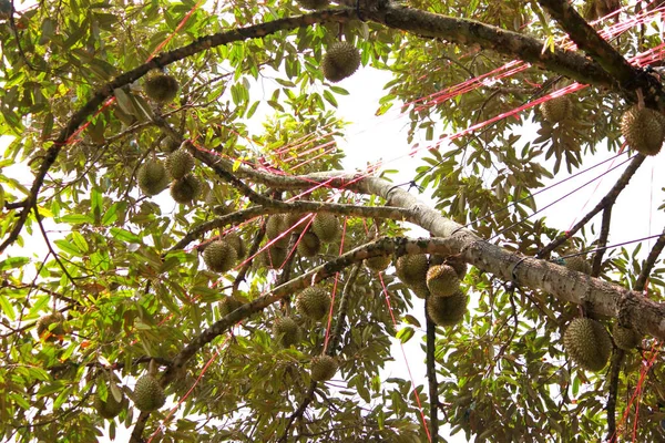 Genç durian meyve organik çiftlik ağaç üzerinde