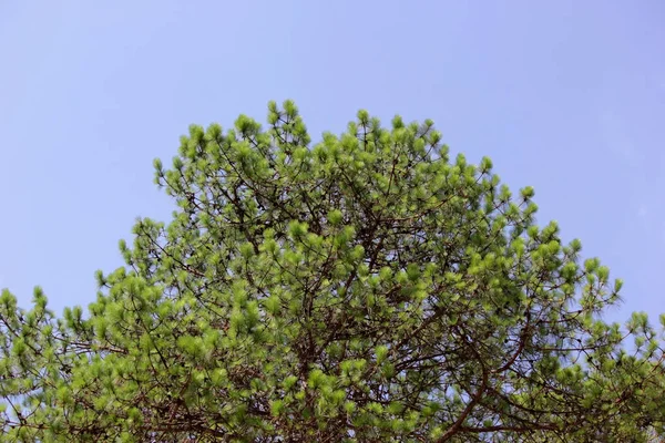 Zelený Strom Lese Krásná Obloha Pozadí — Stock fotografie