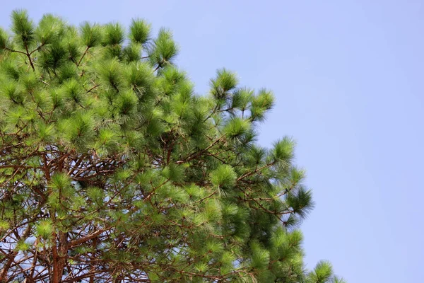 Ormanda güzel gökyüzü arka plan ile yeşil çam ağacı