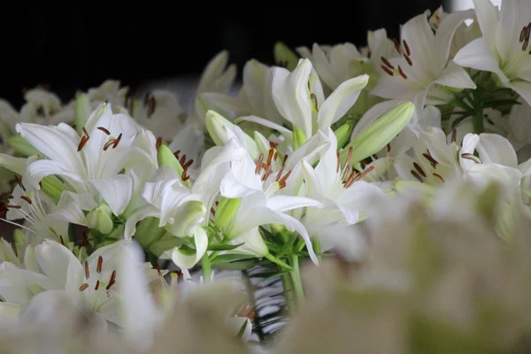 Haufen Weißer Lilien Als Blumenhintergrund — Stockfoto