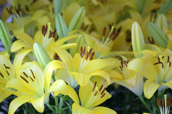 Pile Yellow Liles Flower Background — Stock Photo, Image