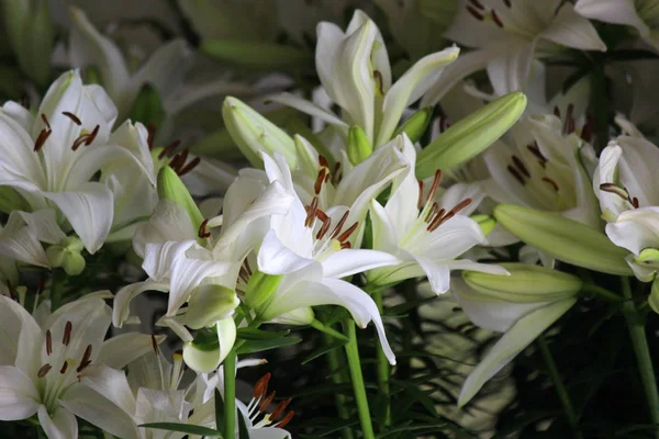 Haufen Weißer Lilien Als Blumenhintergrund — Stockfoto